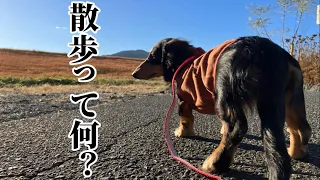 【ミニチュアダックスフンド】生後6ヶ月の子犬のはじめてのお散歩♪