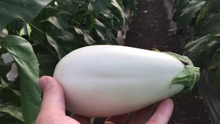 Белый баклажан Бибо -  количество плодов с куста