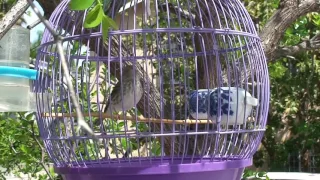 Grey Singer Finch - Best singer bird