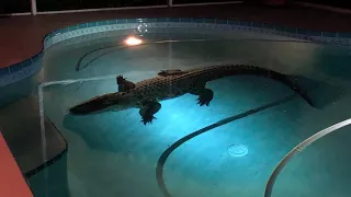 11-Foot-Long Alligator Bursts Through Screen to Swim in Family's Enclosed Pool