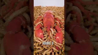 10 000 Mealworms vs. CRAYFISH