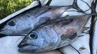CATCH & COOK: Blackfin Tuna (Sashimi)
