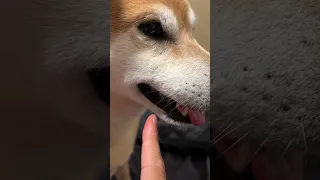 Shiba gives Oscar worthy performance