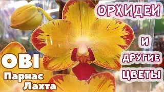ОРХИДЕИ и другие цветы в ОБИ Лахта и Парнас / OBI ORCHIDS