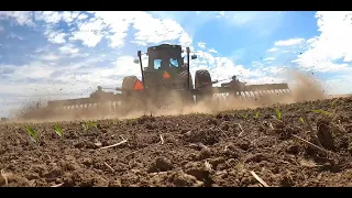 Second Pass Rotary Hoeing Organic Corn