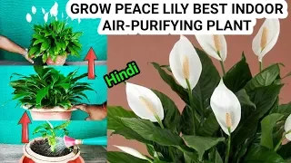 ऐसे पाइए Peace Lily मे ढेर सारे फूल सालभर : How To Grow Peace Lily indoor : Air Purifying plant