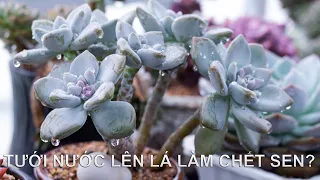 GIẢI ĐÁP NHỮNG HIỂU LẦM TRONG QUÁ TRÌNH TRỒNG SEN ĐÁ | 다육식물 | 多肉植物 | Suculentas