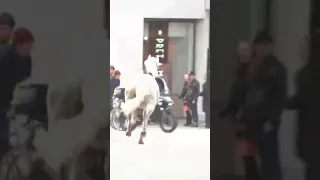 Moment escaped Household Cavalry horses rampage through London