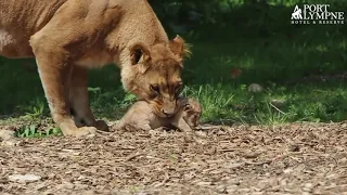 Proud Lioness Shows Off New-born Cub At Port Lympne Hotel & Reserve