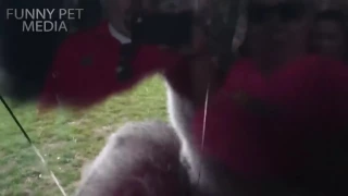 zoo animals attacks- when dangerous animals Don't know what glass Is [funny pet's]