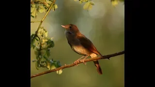 Nightingale's Song, Nachtigall's Gesang