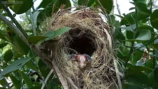 A 1 day old baby bondol bird almost fell from its nest due to being pushed by its friends