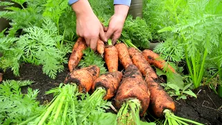 Agricultura al Día /  Así es un cultivo de zanahoria