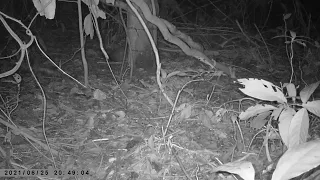 CAMERA DE TRILHA FLAGRA CAÇADOR  ABATENDO PACA NA MINHA CERVA