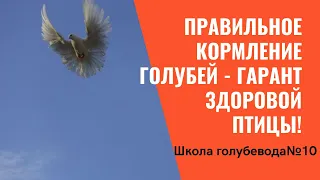 Школа голубевода№10: Правильное кормление голубей - гарант здоровой птицы!