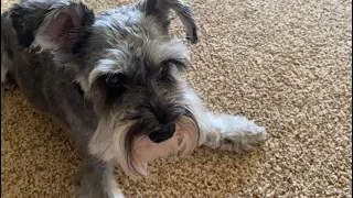 48 Hours with my mini Schnauzer