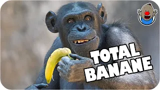 Wenn Tiere sprechen könnten 7 | total Banane