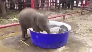 Baby elephant bath time