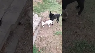 DOG LOVE CAT. Dog hugged a Cat. Cute moment