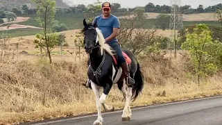 Garanhão mangalarga marchador de marcha picada, pampa de preto.