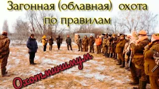 Облавная (загонная) охота.  Охотминимум. Обучающий материал.