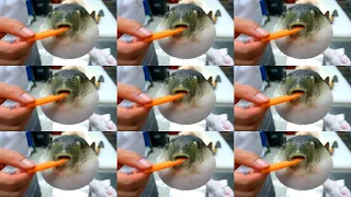 Puffer fish eat carrot  Over million times meme