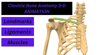 CLAVICLE BONE ANATOMY: Ligaments ,Muscles & their Actions & Bony Landmarks with 3-D Animation