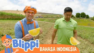 Blippi Belajar Makan Sehat Bersama Anak-anak Di Peternakan Tanaka | Blippi Bahasa Indonesia