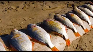 Surf Perch Beach Fishing & Razor Clam DIGGING! | Addicted Life Ep. #30