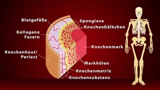 Knochen - Schulfilm Biologie