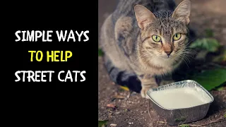 How to Help Stray Cats | Simple Ways to Make a Difference For Street Cats