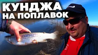 Кунджа на поплавок / Рыбалка Сахалин осень 2021