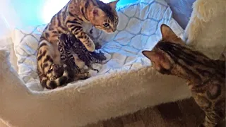 Bengal Cats Visits Mother cat and her Kittens - Very Cute!