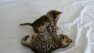 bengal kittens one month old(born 24/3-2010)