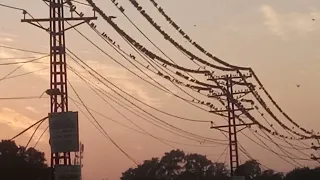 Birds make a power transformer "explode" |Why don't Birds get Electrocuted on Power Cables? +