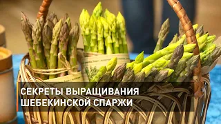 Секреты выращивания шебекинской спаржи