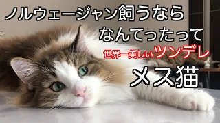 ノルウェージャン飼うなら、なんてったってメス猫！世界一美しいツンデレが味わえます。ノルウェージャンフォレストキャットシリーズ②