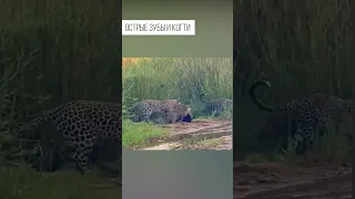 Медоед против трёх леопардов