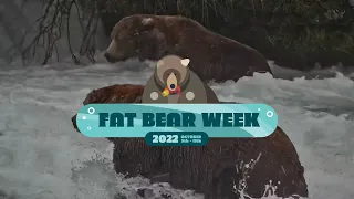 Fat Bear Week Contenders 2022 | Who Has Your Vote?