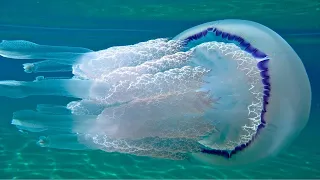 Плаваем рядом с большой медузой Корнерот в Черном море.
