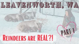 Reindeers are REAL?!  Quick Getaway Trip to Leavenworth, WA (PART 1 of 2)