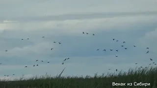 Столько много утки я не ожидал увидеть!