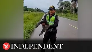 Sloth rescued from highway by police in Peru