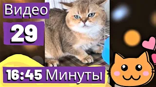 Кошки Смешная Видео Подборка - Видео 29 - 16:45 Минуты