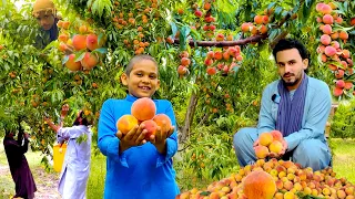 Afghan peach harvest | Laghman 2024 | د افغان شفتالو تازه حاصلات