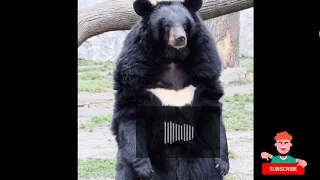 🐻 Bear's Growl || Sound effects
