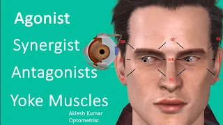 Agonist, Synergist, Antagonist and Yoke muscle of Eye | Cardinal direction of gaze