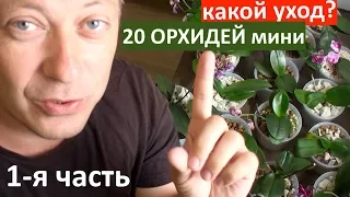 БОЛЬШОЙ обзор орхидей, 20 мини фаленопсисов: полив, пересадка, подсветка и весь уход