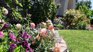 Rose Garden Tour April 2024 Front Yard