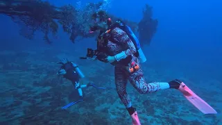 Grenada wreck with shark